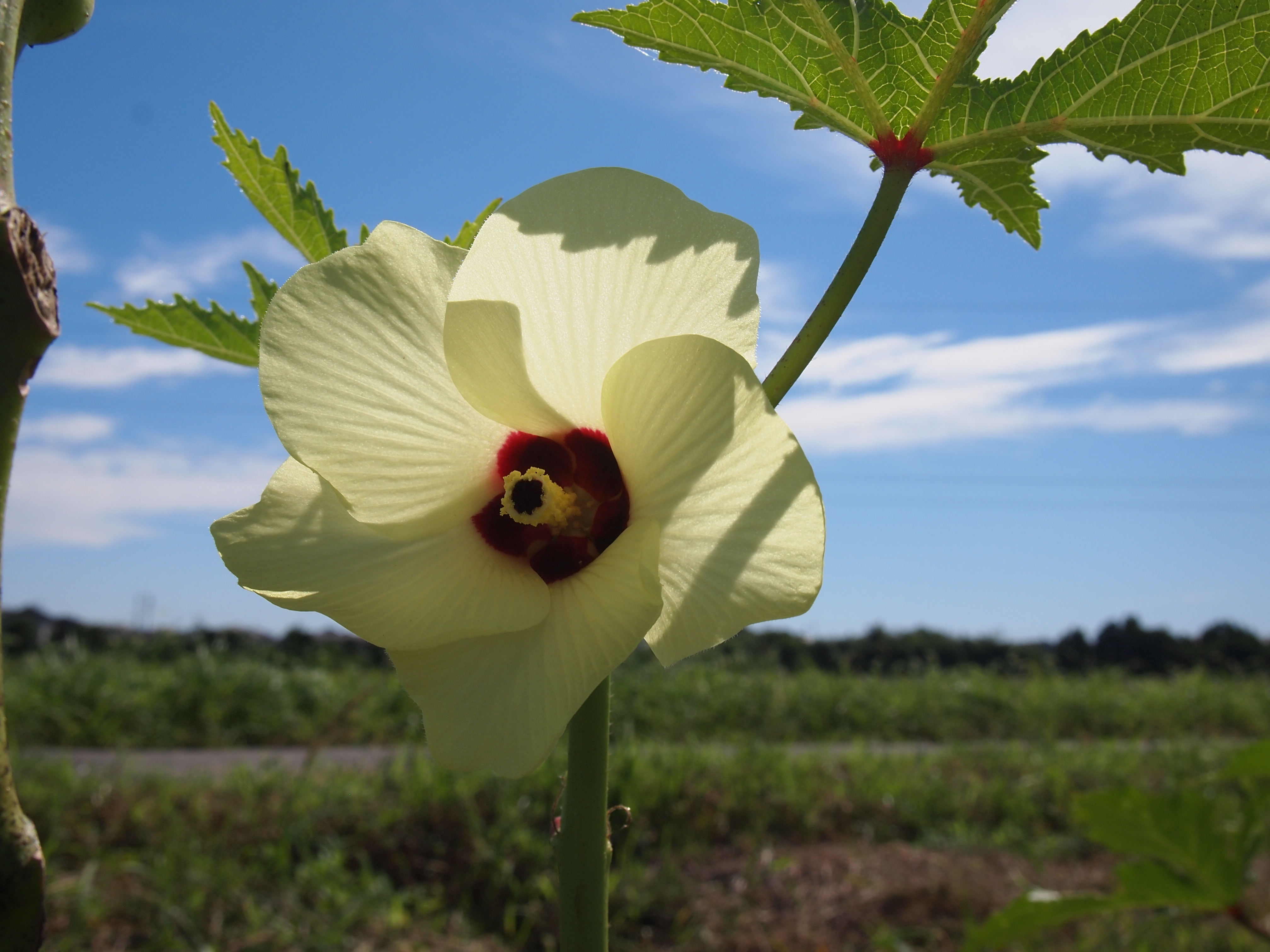 オクラの花